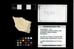Foto (Objekt + Etikett) von Cracensigillatus acutirostrus (Moericke, 1889)  (NHMW-GEO-2014-0194-0673)